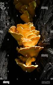 Attēlu rezultāti vaicājumam “Diaperis boleti”