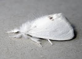 Attēlu rezultāti vaicājumam “Euproctis similis”