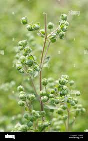 Image result for Majoran