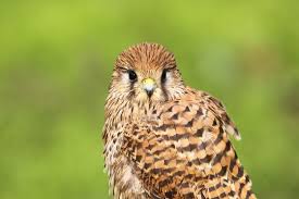 Attēlu rezultāti vaicājumam “Falco tinnunculus”