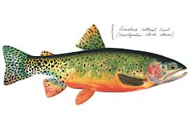 Image result for Oncorhynchus clarkii