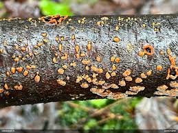 Attēlu rezultāti vaicājumam “Nectria peziza”