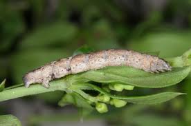 Attēlu rezultāti vaicājumam “Catarhoe cuculata”