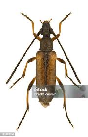 Attēlu rezultāti vaicājumam “Gaurotes virginea”