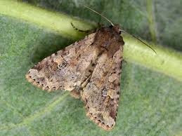 Attēlu rezultāti vaicājumam “Apamea sordens”