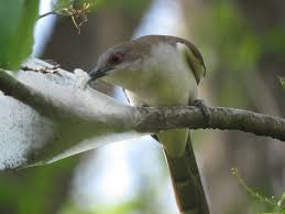 Image result for Coccyzus erythropthalmus