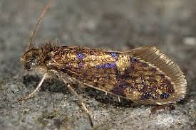 Attēlu rezultāti vaicājumam “Eriocraniidae”