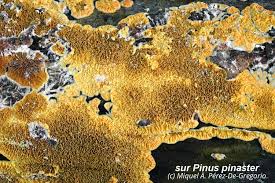 Attēlu rezultāti vaicājumam “Pseudomerulius aureus”