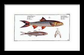 Image result for Elops saurus