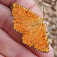 Attēlu rezultāti vaicājumam “Angerona prunaria”