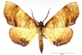 Attēlu rezultāti vaicājumam “Plagodis dolabraria”