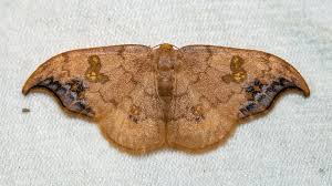 Attēlu rezultāti vaicājumam “Drepanidae”