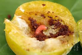 Attēlu rezultāti vaicājumam “Grapholita funebrana larva”