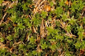 Attēlu rezultāti vaicājumam “Mnium marginatum”