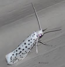 Attēlu rezultāti vaicājumam “Yponomeutidae”