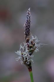 Attēlu rezultāti vaicājumam “Carex ericetorum”