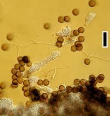 Attēlu rezultāti vaicājumam “Physarum bitectum”