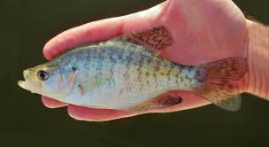 Image result for Pomoxis annularis