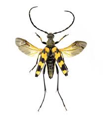 Attēlu rezultāti vaicājumam “Leptura quadrifasciata”