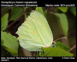 Attēlu rezultāti vaicājumam “Gonepteryx rhamni male”