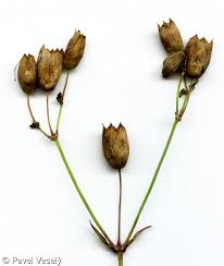 Attēlu rezultāti vaicājumam “Silene vulgaris bud”