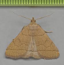 Attēlu rezultāti vaicājumam “Zanclognatha tarsipennalis”