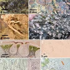 Attēlu rezultāti vaicājumam “Hyaloscypha hyalina”