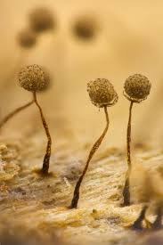 Attēlu rezultāti vaicājumam “Cribraria tenella”