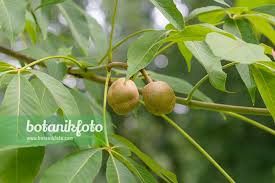Attēlu rezultāti vaicājumam “Aesculus flava fruit”