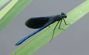 Attēlu rezultāti vaicājumam “Calopteryx splendens”
