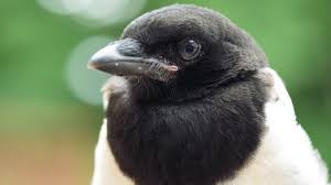 Attēlu rezultāti vaicājumam “Corvus cornix juvenile”