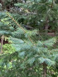 Attēlu rezultāti vaicājumam “Pseudotsuga menziesii var. glauca”