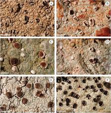 Attēlu rezultāti vaicājumam “Trapelia coarctata”