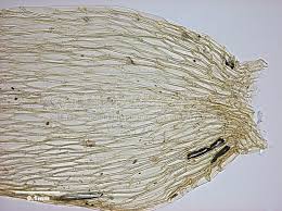 Attēlu rezultāti vaicājumam “Plagiothecium denticulatum”