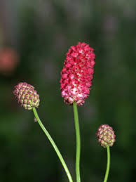 Attēlu rezultāti vaicājumam “Sanguisorba officinalis bud”