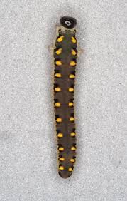 Attēlu rezultāti vaicājumam “Tenthredo mandibularis”