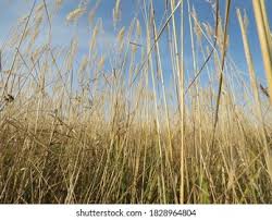 Attēlu rezultāti vaicājumam “Calamagrostis epigeios”