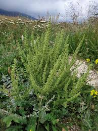 Image result for Chenopodium botrys