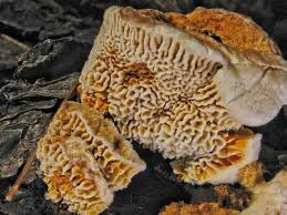 Attēlu rezultāti vaicājumam “Gloeophyllum trabeum”