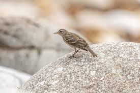 Image result for Anthus petrosus