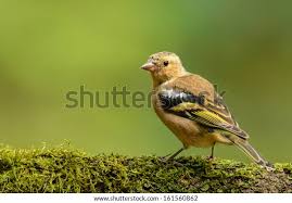 Attēlu rezultāti vaicājumam “Fringilla coelebs male”