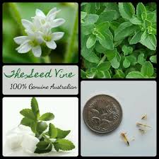 Image result for Stevia rebaudiana