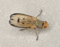 Attēlu rezultāti vaicājumam “Lebia chlorocephala”