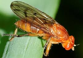 Attēlu rezultāti vaicājumam “Sciomyzidae”