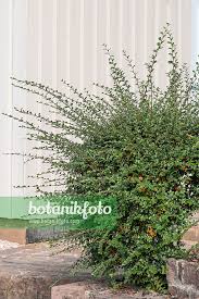 Attēlu rezultāti vaicājumam “Cotoneaster divaricatus”