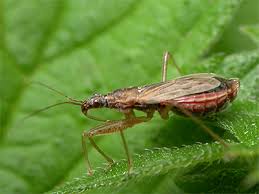 Attēlu rezultāti vaicājumam “Nabidae”