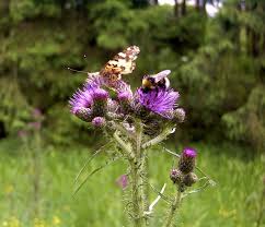 Attēlu rezultāti vaicājumam “Cirsium palustre”