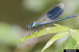 Attēlu rezultāti vaicājumam “Calopteryx splendens”