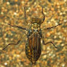 Attēlu rezultāti vaicājumam “Libellula depressa female”