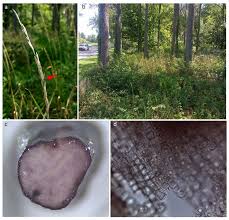 Attēlu rezultāti vaicājumam “Claviceps purpurea”